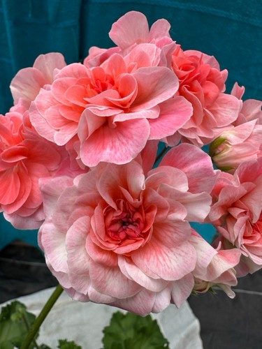 Pelargonium lia adventures - lia,