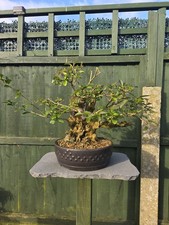 Privet Bonsai Tree In Mica