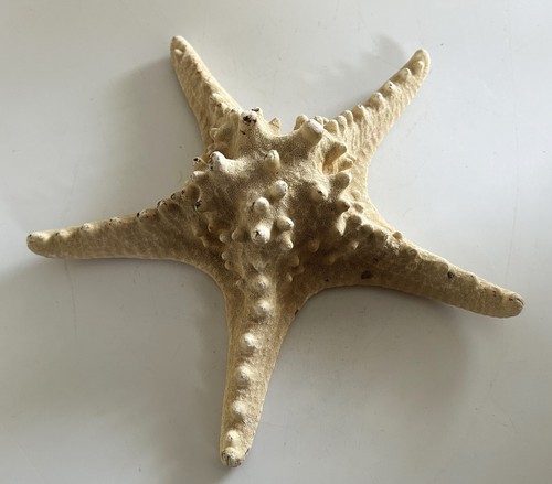 Vintage decorative dried star - dried,