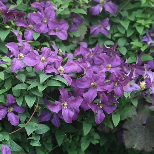 Clematis etoile violette - clematis,
