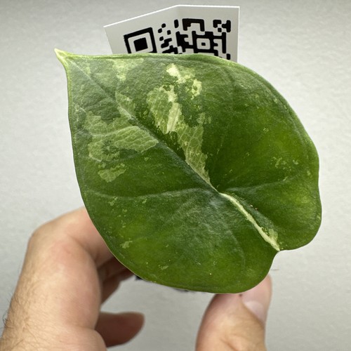 Alocasia platinum albo very - albo,