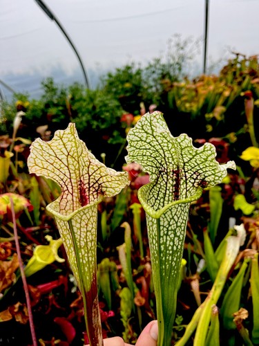 Sarracenia leucophylla rita - leucophylla,