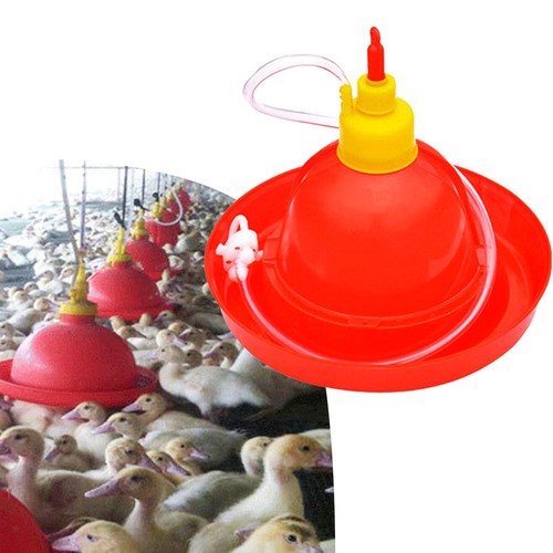 Automatic poultry drinker - poultry,