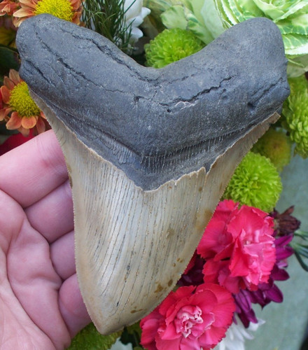 Massive cm megalodon - massive, 13.59