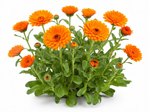 Pot marigold calendula seeds - marigold,