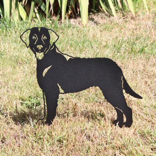 Curly coated retriever black - curly,
