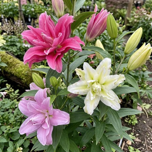 Lilium asiatic double - double, mix'