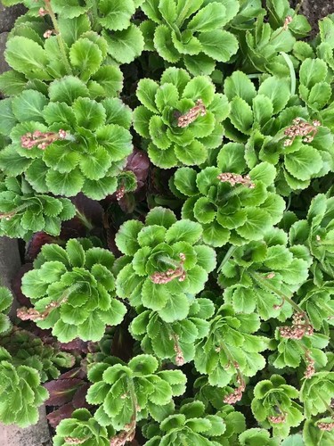 London pride plants - pride,