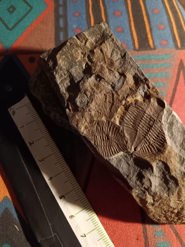 British fossil trilobites - fossil,