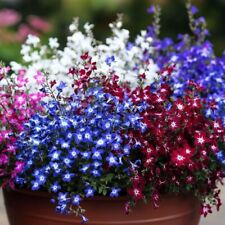 8,500  Seeds Cascade Lobelia Mixed Seeds - Lobelia erinus pendula Cascade