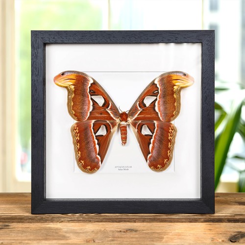 Female atlas taxidermy moth - female,