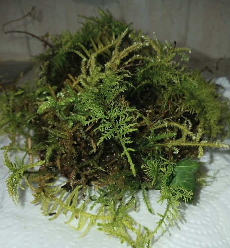 Sphagnum moss live fresh - sphagnum,