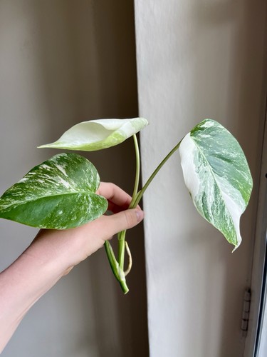 Monstera albo variegated - monstera, 3