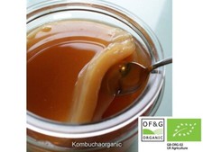 ORGANIC Kombucha Scoby Starter & liquid FREE POSTAGE Kombucza Probiotic Detox