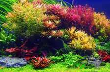 10 Easy Live Aquarium Plants for Tropical/Cold Fish Tanks Bunched Fresh