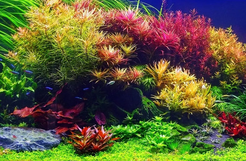 Easy live aquarium plants - 20,