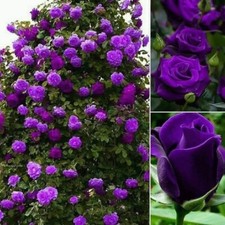 ROSE SEEDS 30 X PURPLE HYBRID TEA ROSE PLANT SEEDS U.K. SELLER