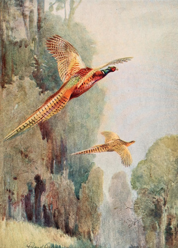 Pheasant birds flight - pheasant,