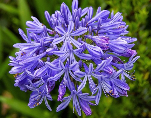 Blue lily the nile - of,