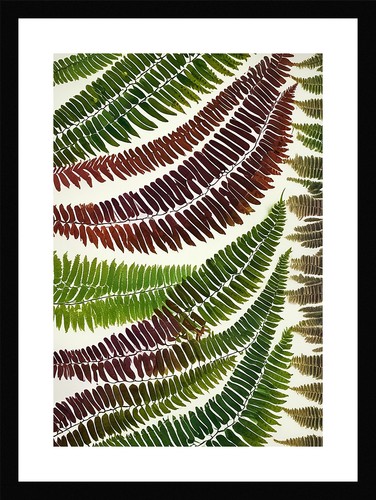 Stunning fern fronds - stunning,