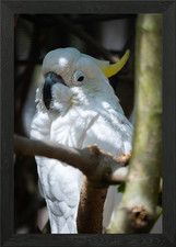 White Cockatoo Portrait Framed