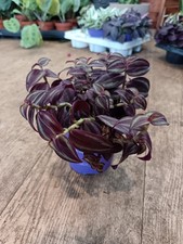 Tradescantia Zebrina Purple |