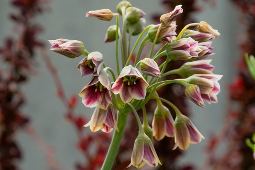 Allium bulgaricum - 10,