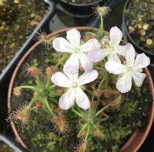 Drosera scorpioides - Pygmy