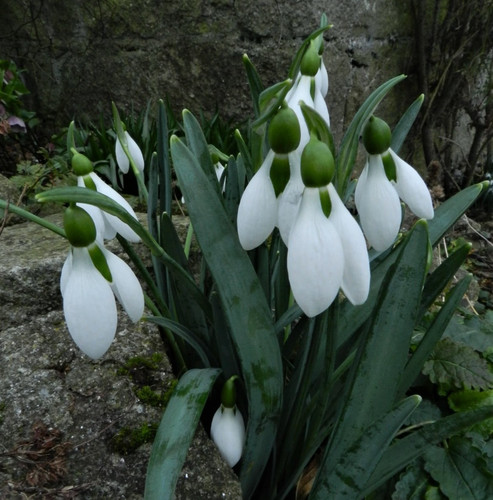 Galanthus cicely hall very - galanthus,