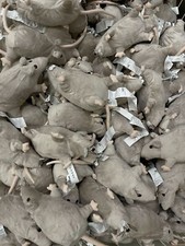 (10) IKEA GOSIG RATTA  RAT