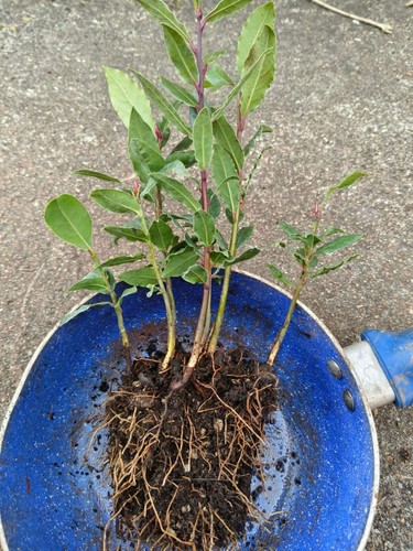 Organic bay leaf tree - organic,