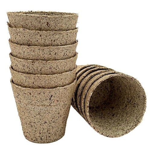 Bramley sage 8cm jiffy - &,