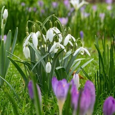 Snowdrop Elwesii Flower Bulbs