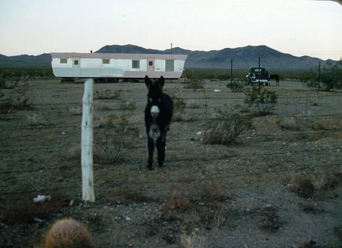 1950s mule donkey classic - donkey,