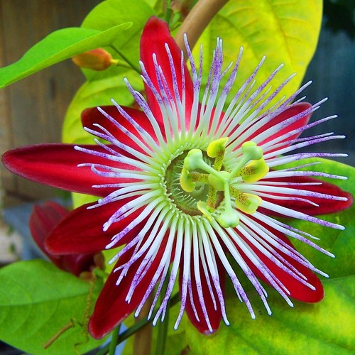 Rare passionflower flower - rare,