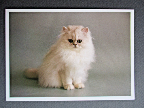 Cat postcard white - postcard, fluffy