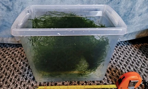 Java moss approx 75g wet - java,