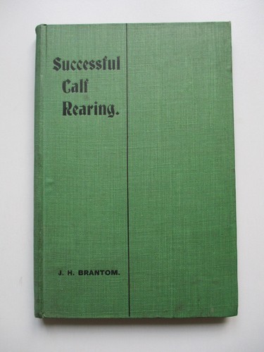 C1912 successful calf rearing - c1912?,