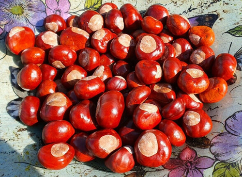 100 conkers horse - horse, chestnut