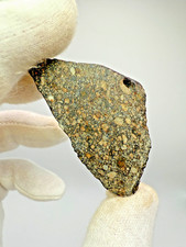 NWA 17756 LL3.3 Meteorite 11.4 gram full slice with abundant & packed chondrules