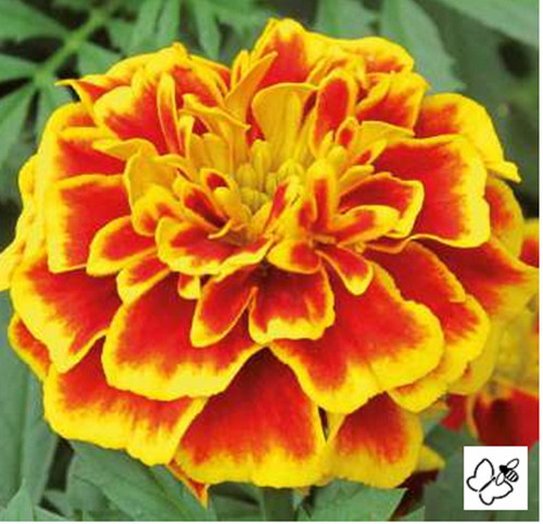 Marigold french bee bedding - 40,