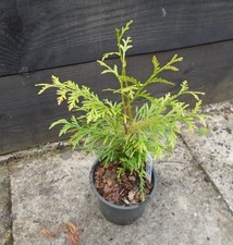 THUJA PLICATA WESTERN RED CEDAR  Tree seedling 1 LITRE POT,