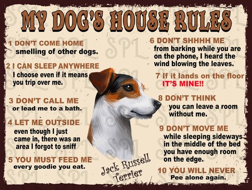 Jack russell terrier dog s - russell, my