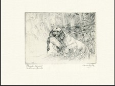 CLUMBER SPANIEL AND DUCK OLD 1936 VERNON STOKES GUNDOG DOG ART PRINT