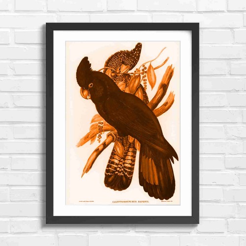 Vintage black cockatoo - black,