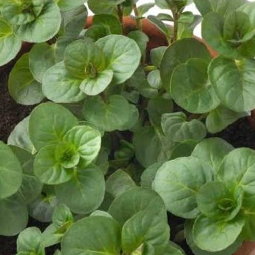 Orange mint plant - mint,