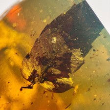 Stunning leaf inclusion - leaf,