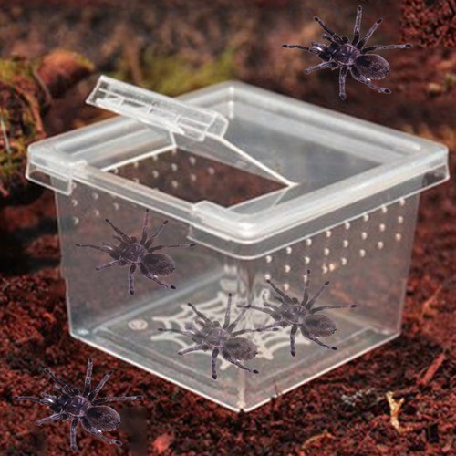 Spider ants reptile habitat - ants,