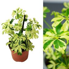 Schefflera arboricola Janine - Dwarf Umbrella Indoor Plant - 20-25cm inc Pot