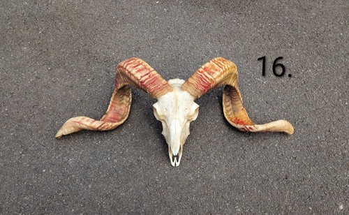 Ram skull voodoo taxidermy - voodoo,,
